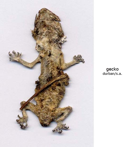 gecko